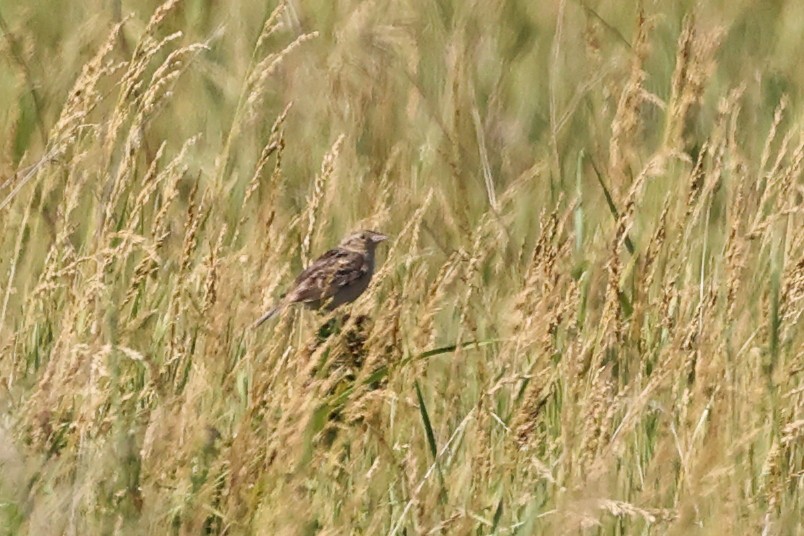 Baird's Sparrow - ML620843669