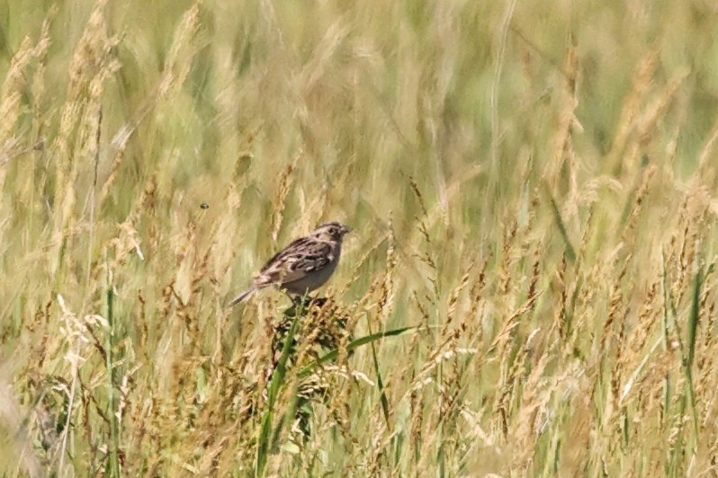 Baird's Sparrow - ML620843670