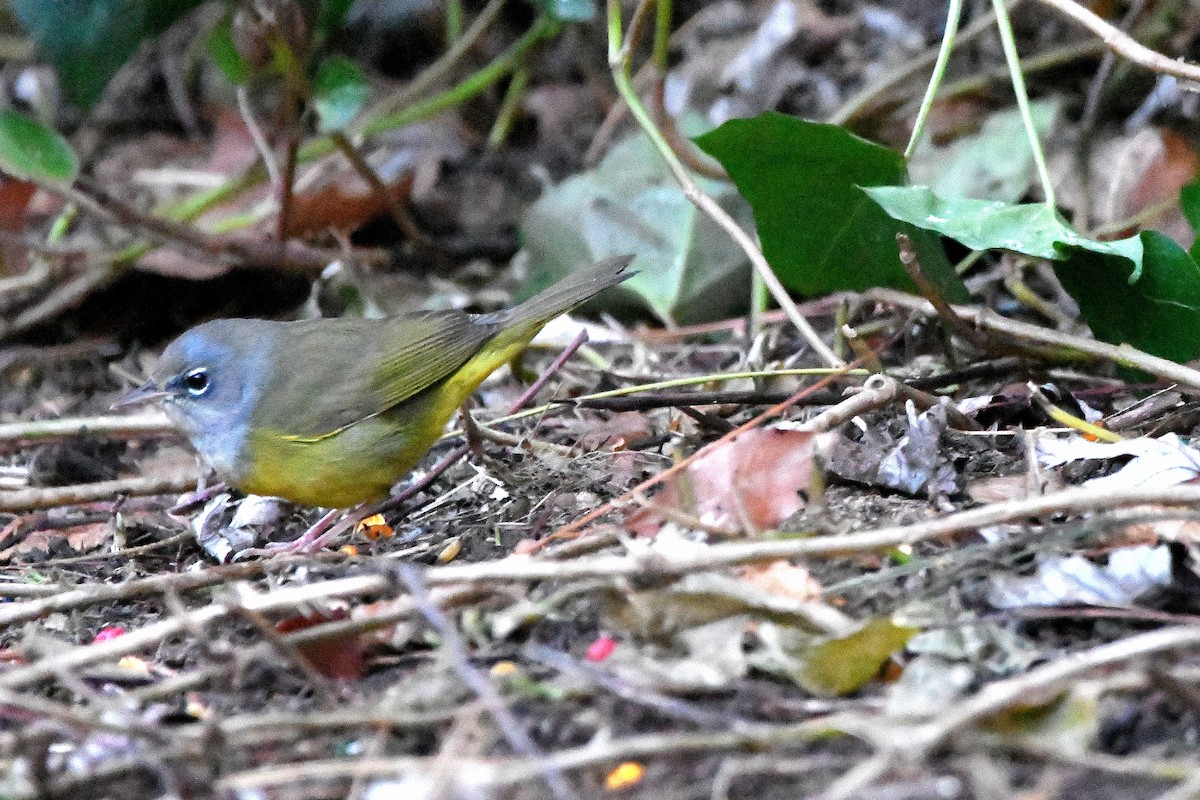 MacGillivray's Warbler - ML620843680