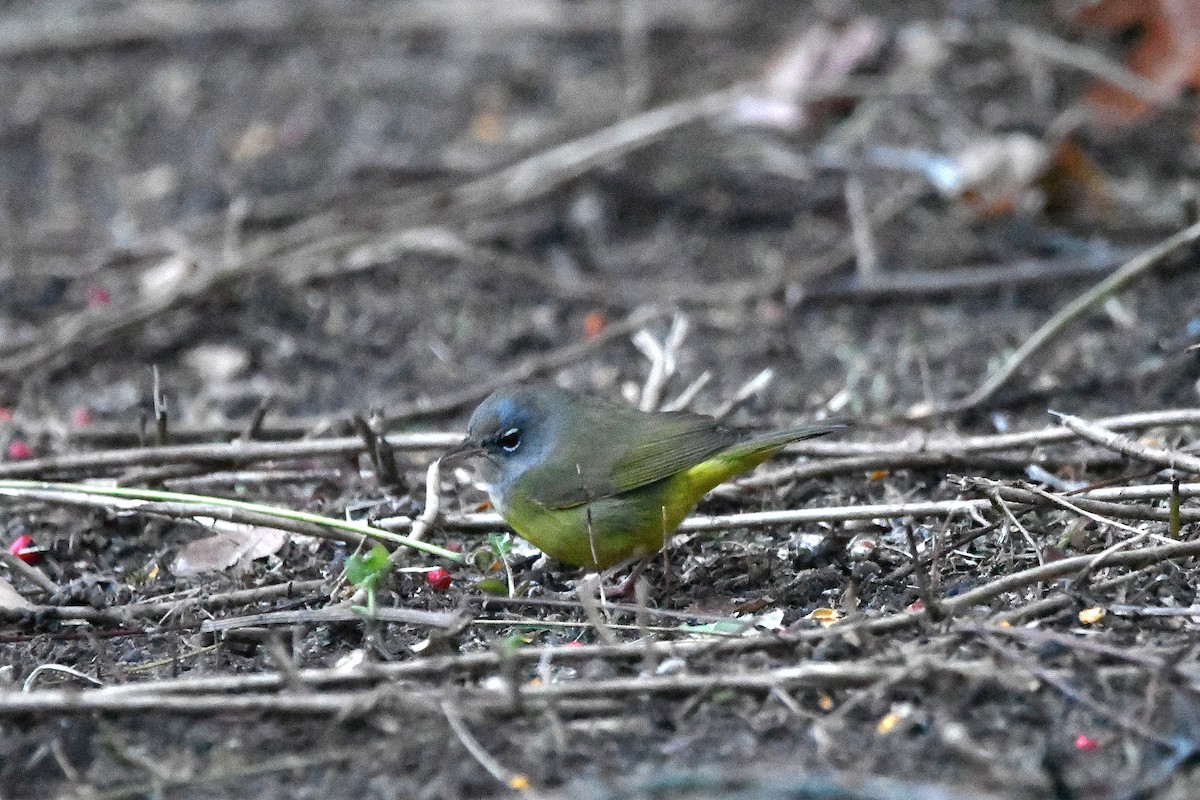 MacGillivray's Warbler - ML620843681