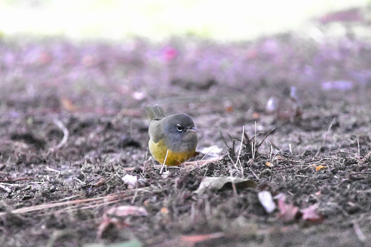 MacGillivray's Warbler - ML620843682