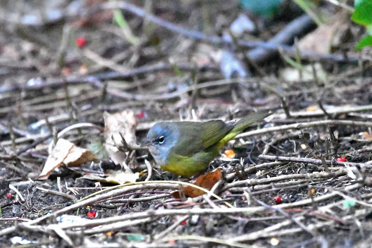 MacGillivray's Warbler - ML620843683