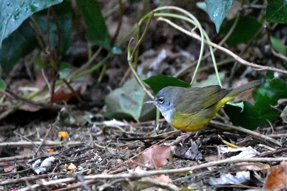 MacGillivray's Warbler - ML620843688