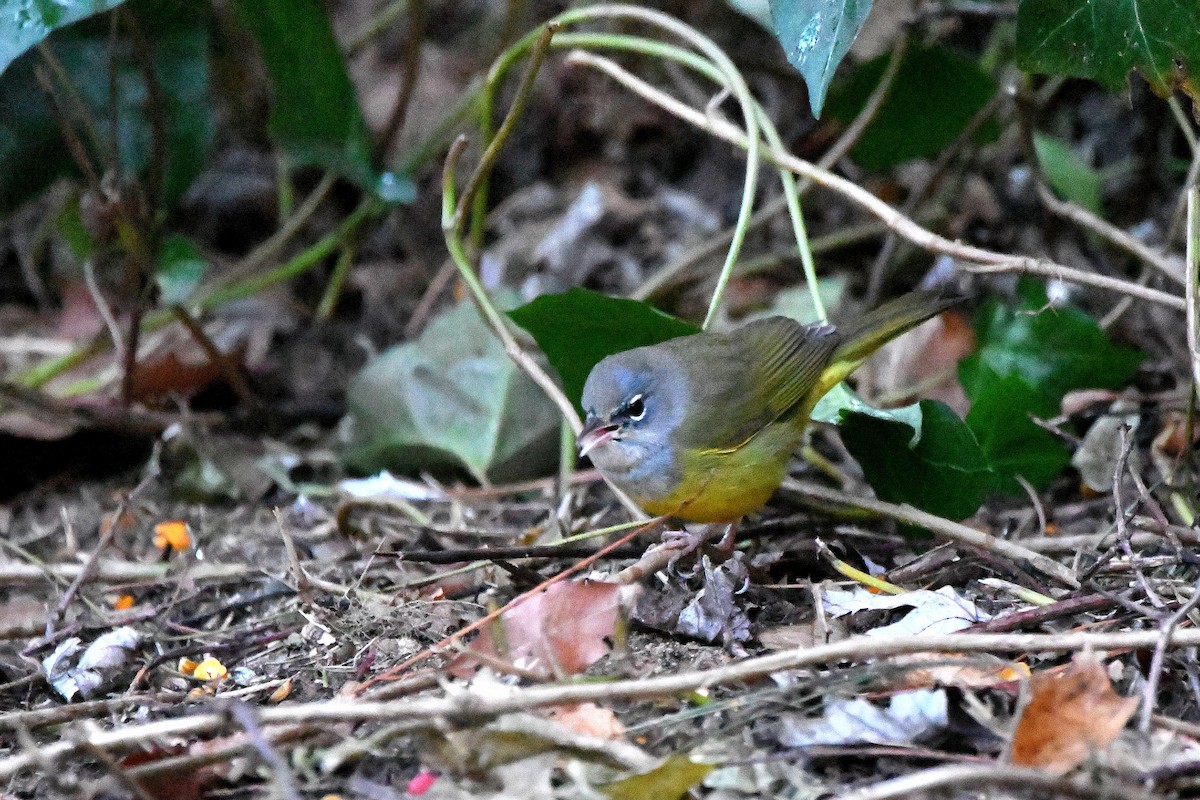 MacGillivray's Warbler - ML620843689