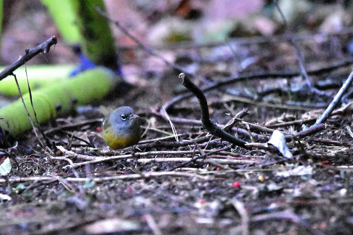 MacGillivray's Warbler - ML620843690