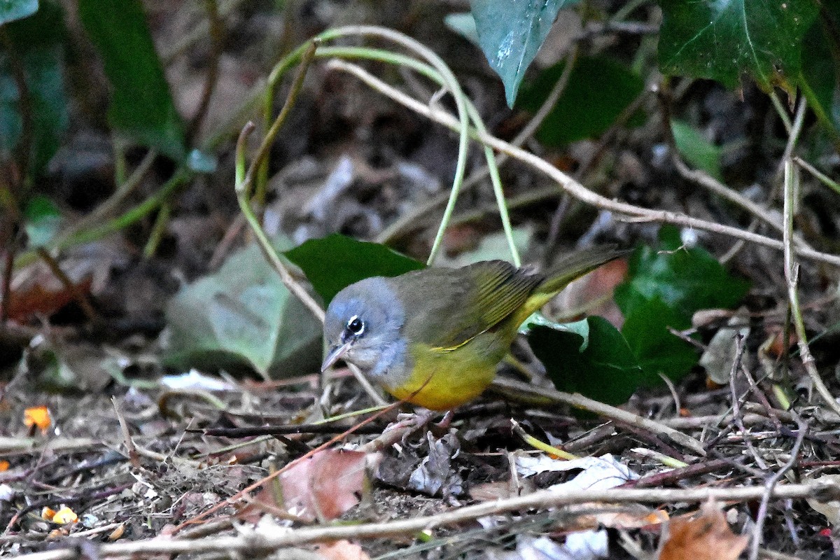 MacGillivray's Warbler - ML620843691