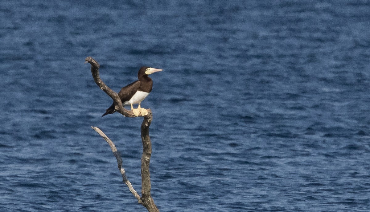 Brown Booby - ML620843701