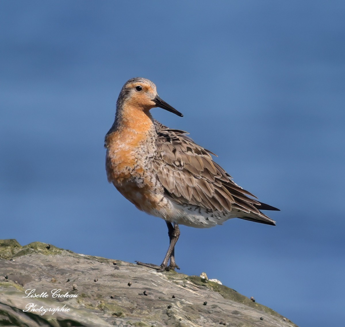 Red Knot - ML620843719