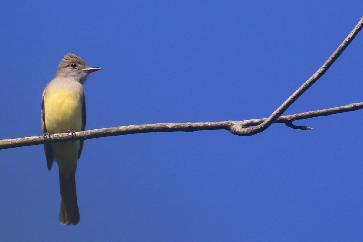 Great Crested Flycatcher - ML620843730