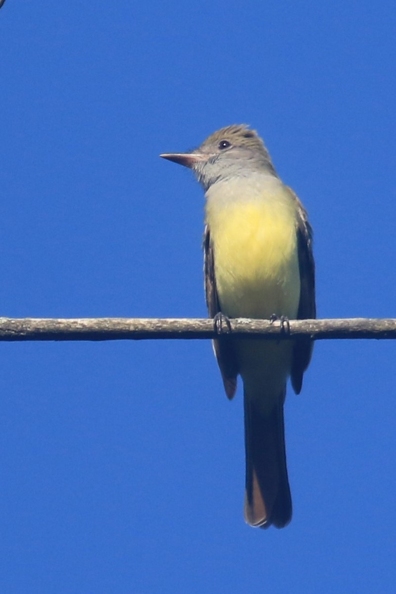 Great Crested Flycatcher - ML620843731