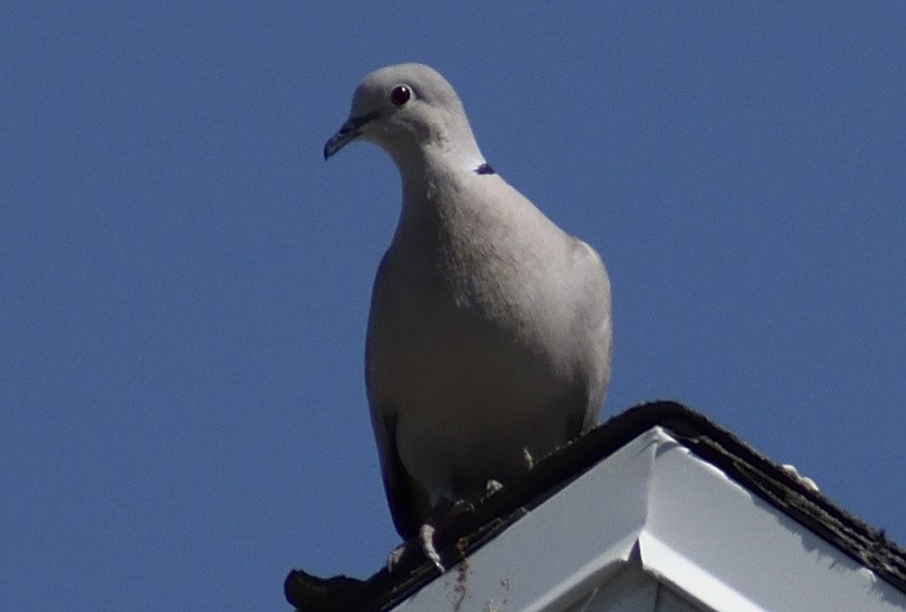 Eurasian Collared-Dove - ML620843765