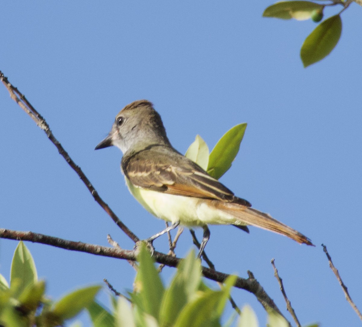 Great Crested Flycatcher - ML620843788