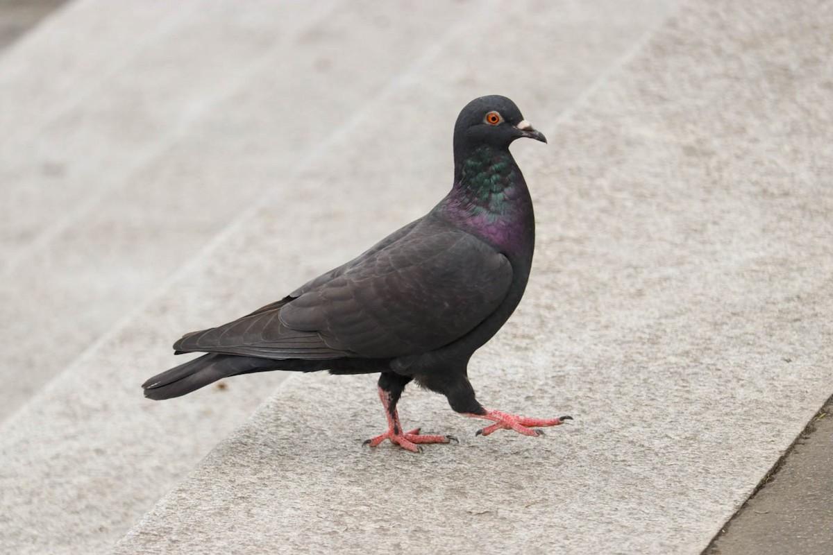 Rock Pigeon (Feral Pigeon) - ML620843793