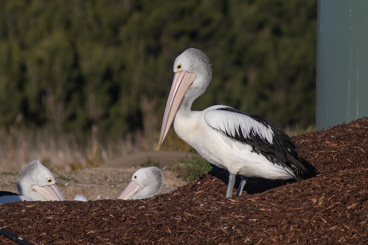 pelikán australský - ML620843799