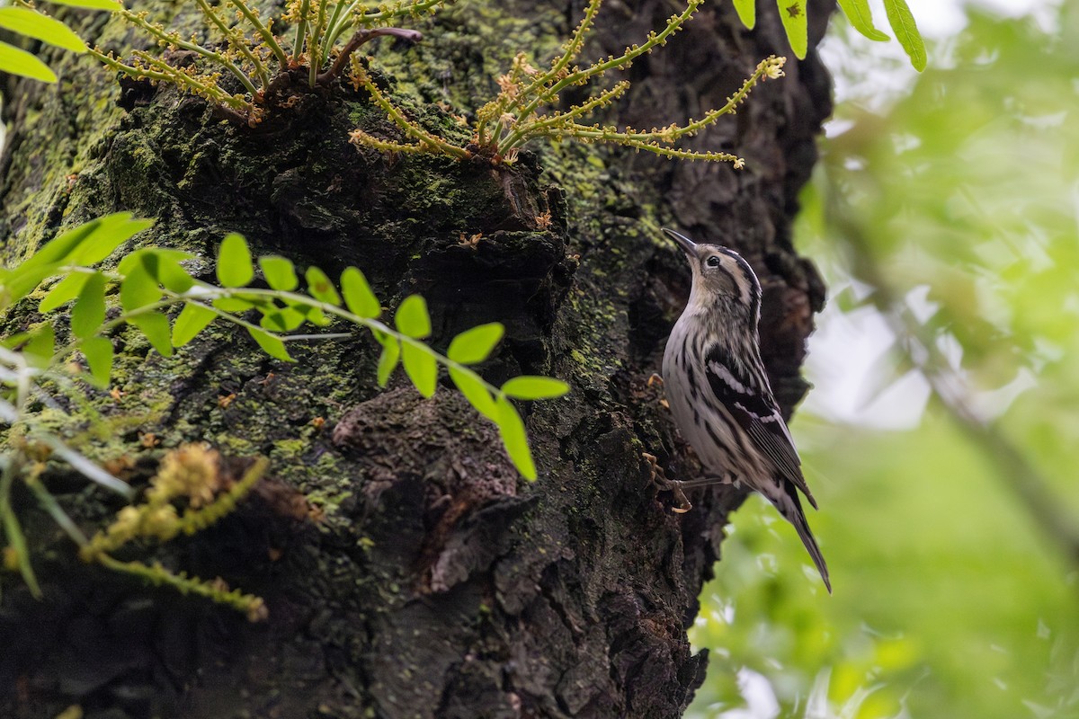 Black-and-white Warbler - ML620843804
