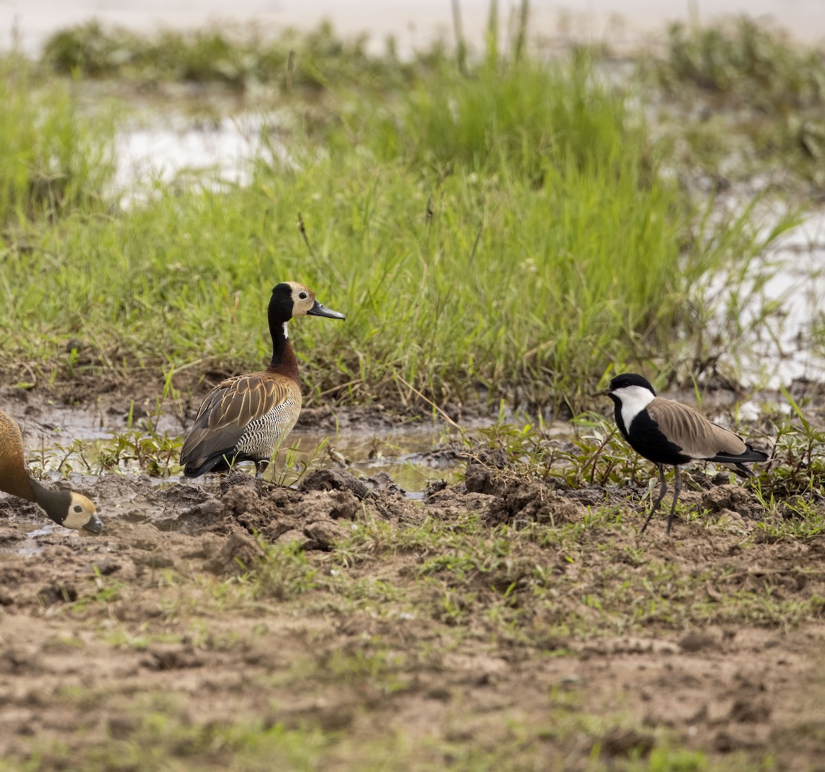 White-faced Whistling-Duck - ML620843816