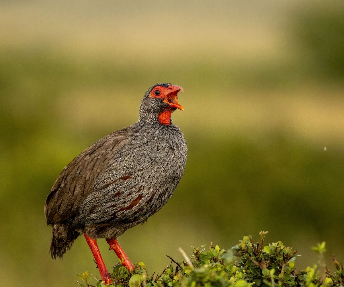 Red-necked Spurfowl - ML620843832