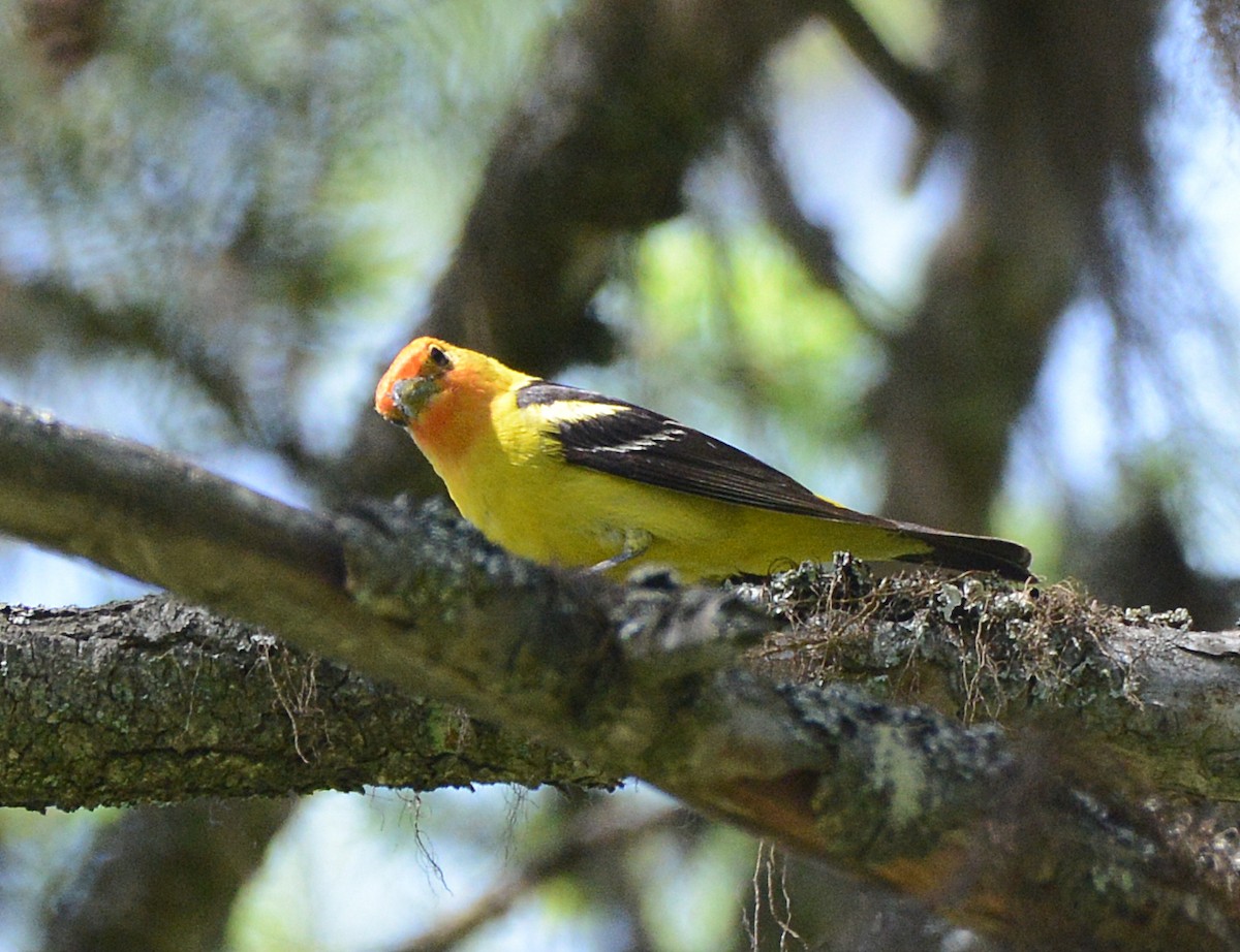 Western Tanager - ML620843836