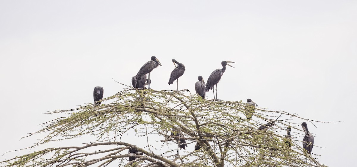 zejozob africký - ML620843846