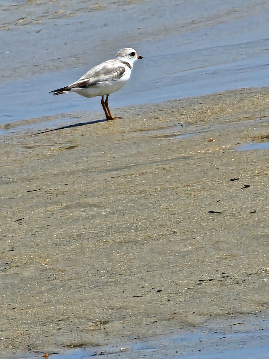 Piping Plover - ML620843880
