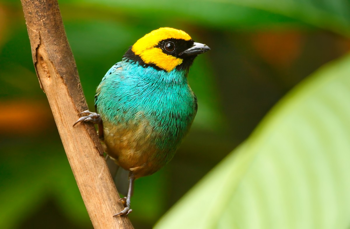 Saffron-crowned Tanager - ML620843881