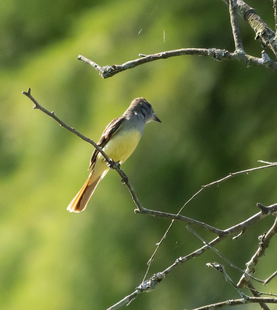 Great Crested Flycatcher - ML620843884