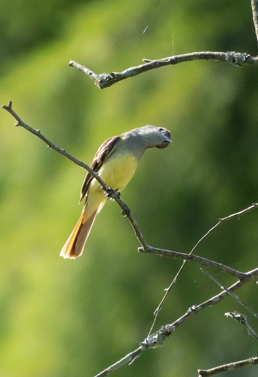 Great Crested Flycatcher - ML620843885