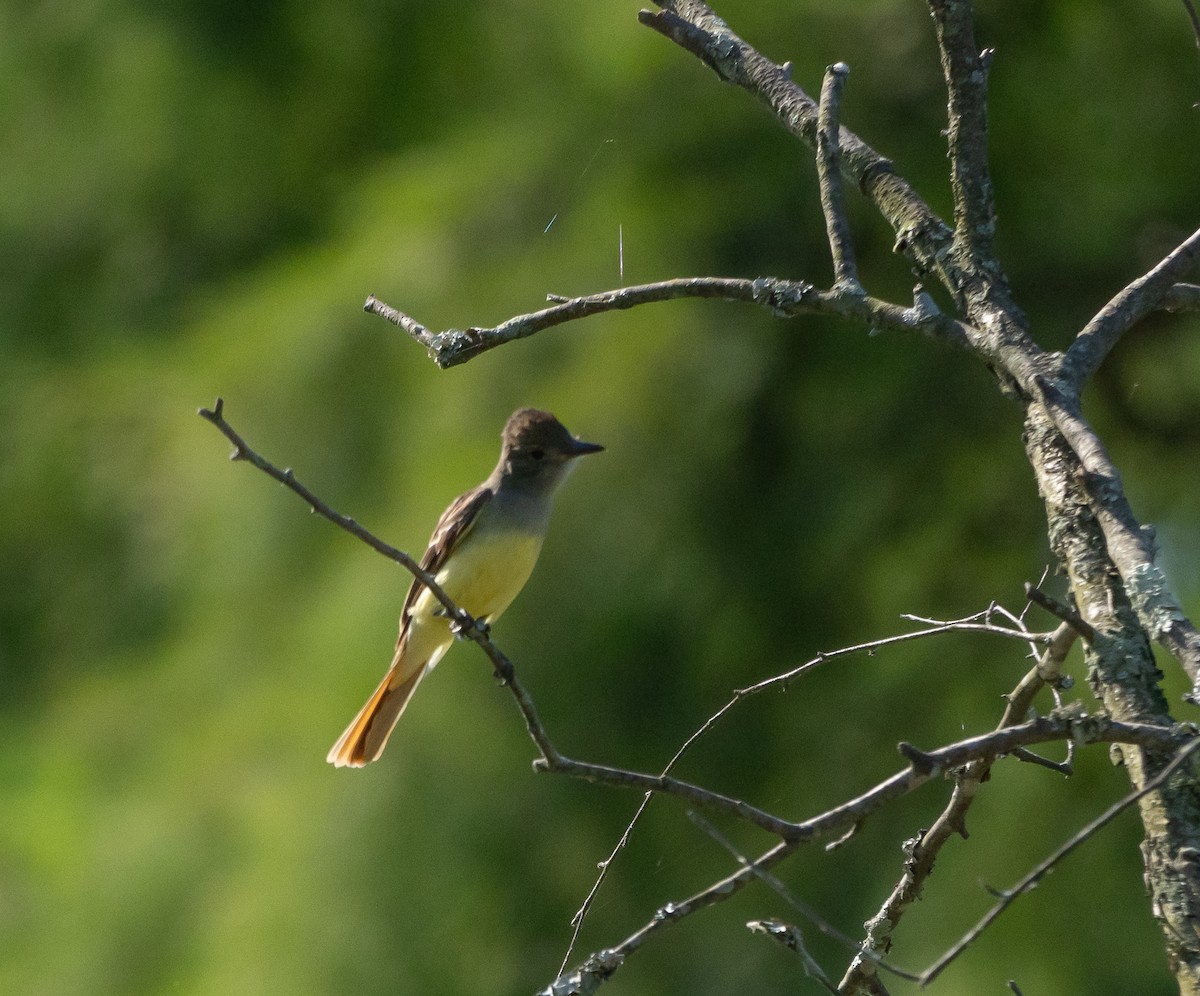 Great Crested Flycatcher - ML620843886