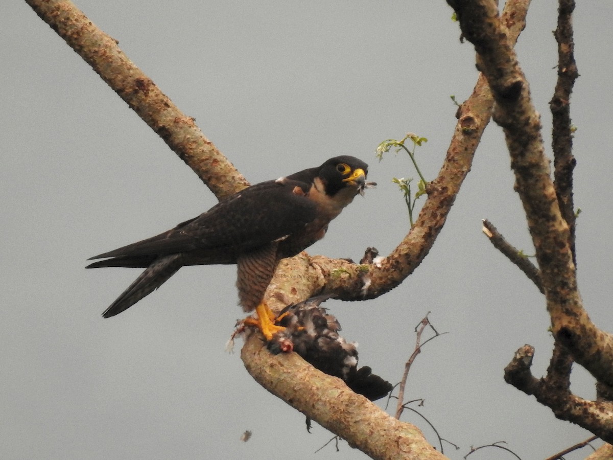 sokol stěhovavý (ssp. peregrinator) - ML620843887