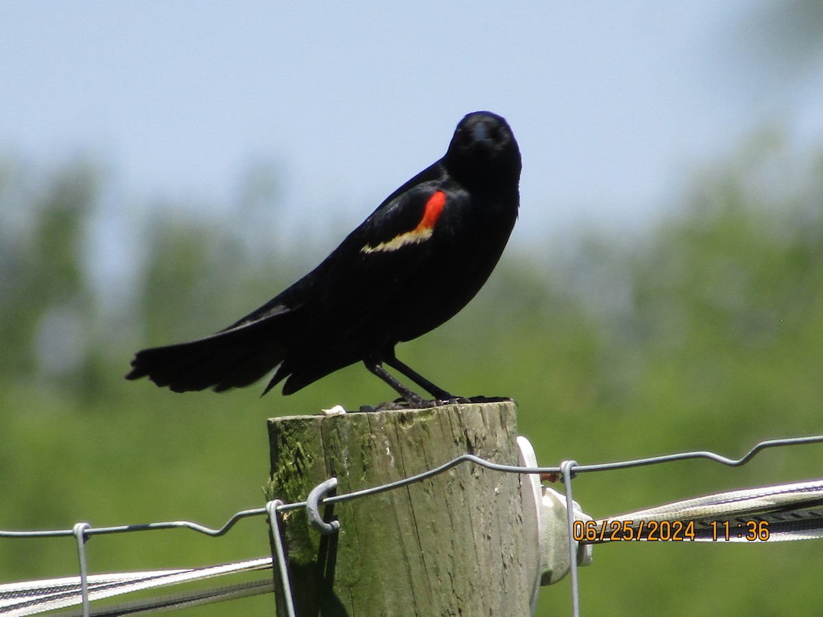 Red-winged Blackbird - ML620843888