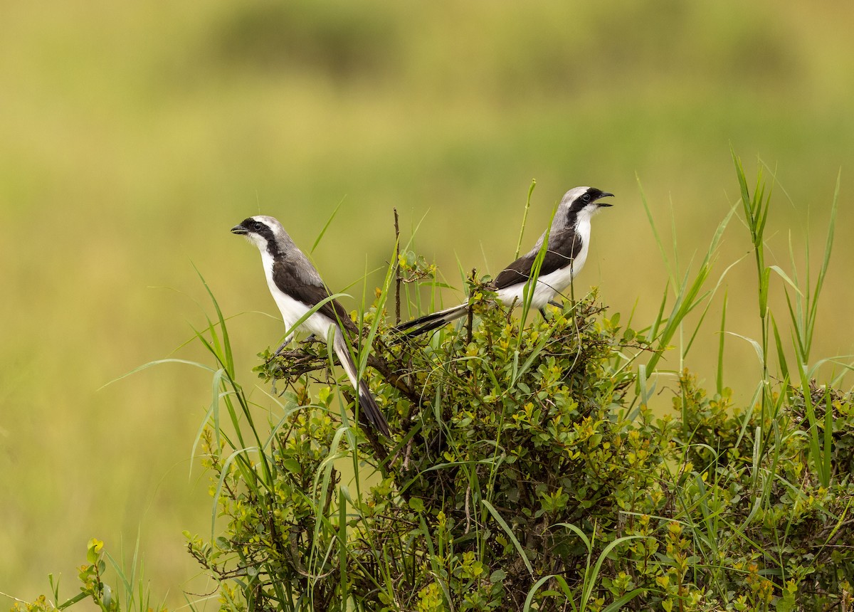 ťuhýk šedohřbetý - ML620843902