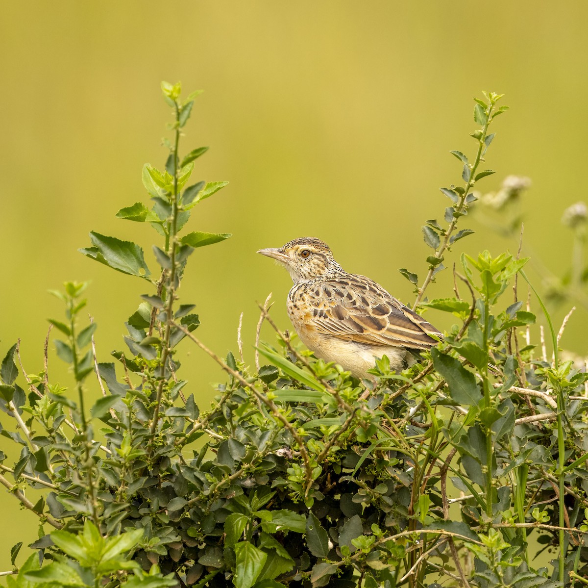 skřivan rezavotýlý - ML620843910