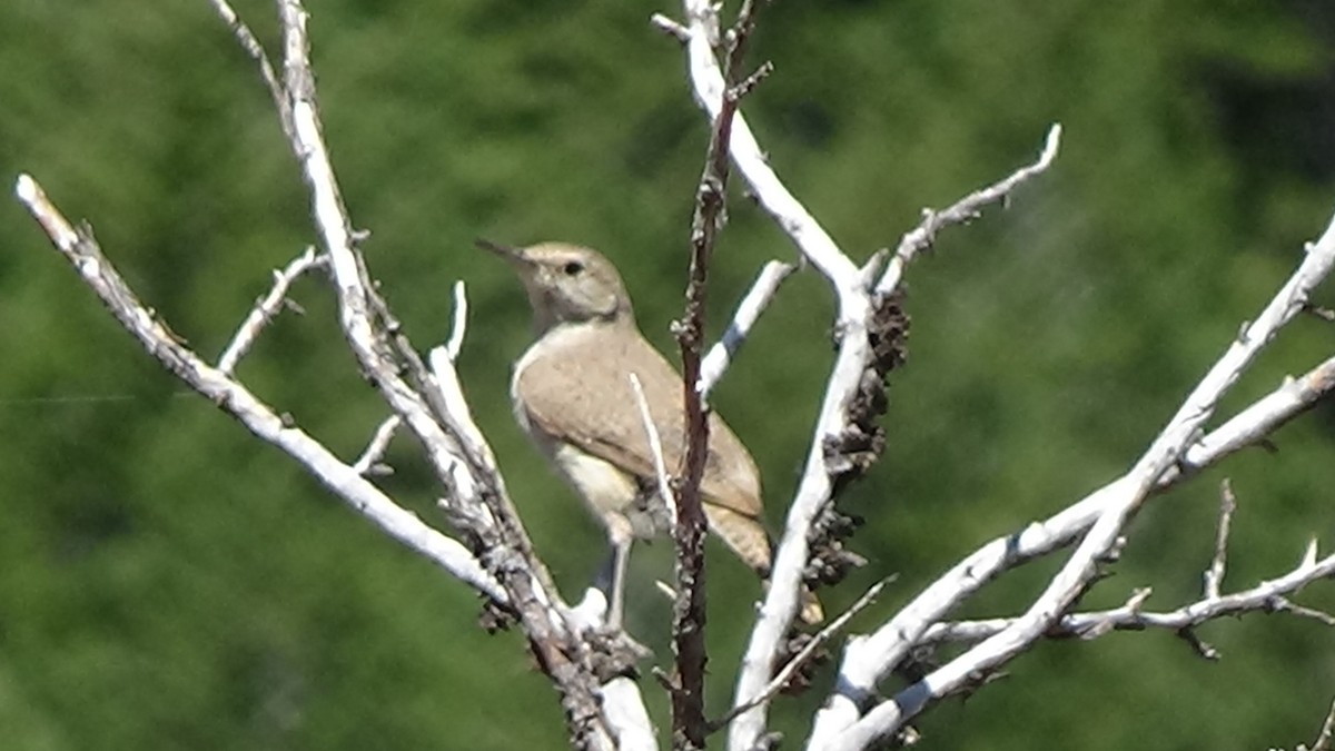 Rock Wren - ML620843913