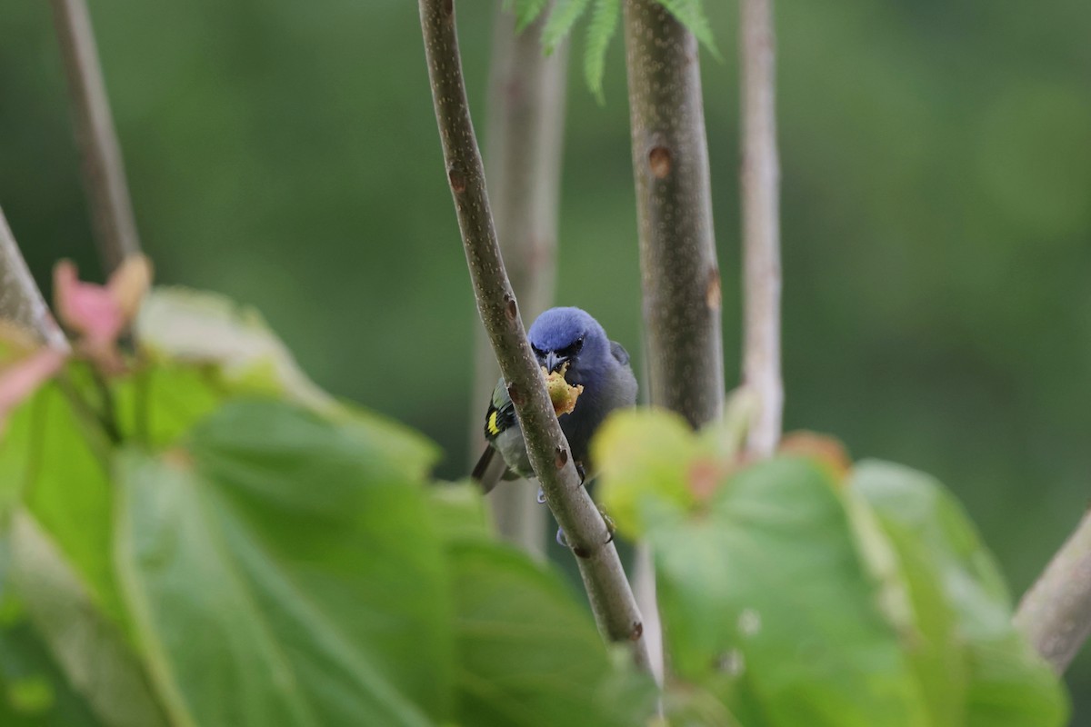Yellow-winged Tanager - ML620843915