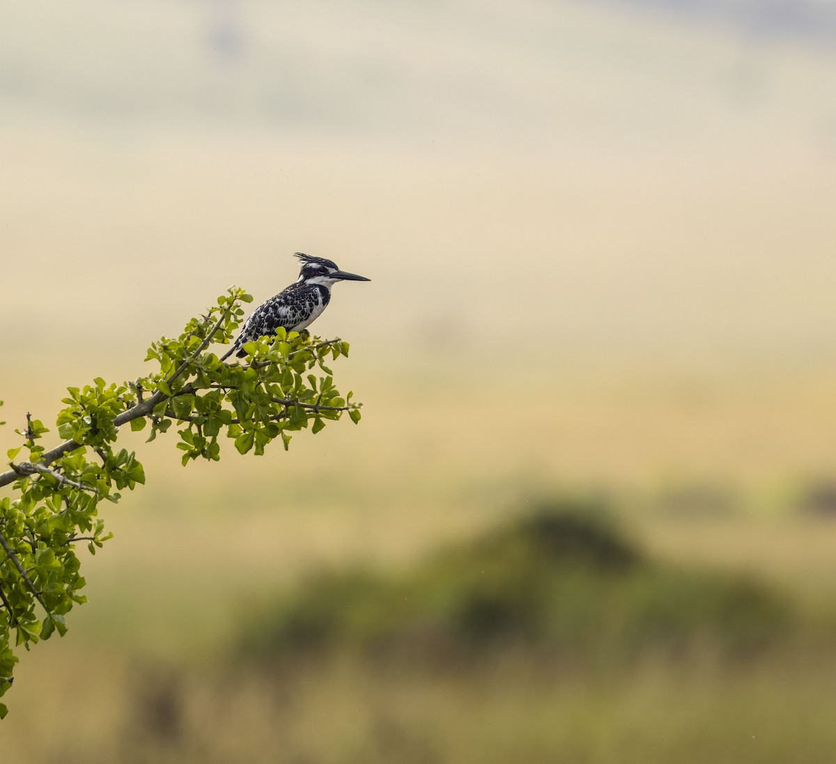 Pied Kingfisher - ML620843930