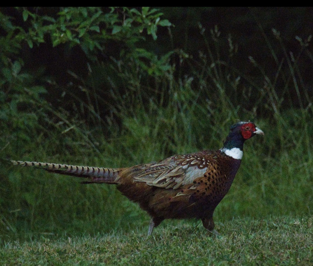 Ring-necked Pheasant - Knarr Dan