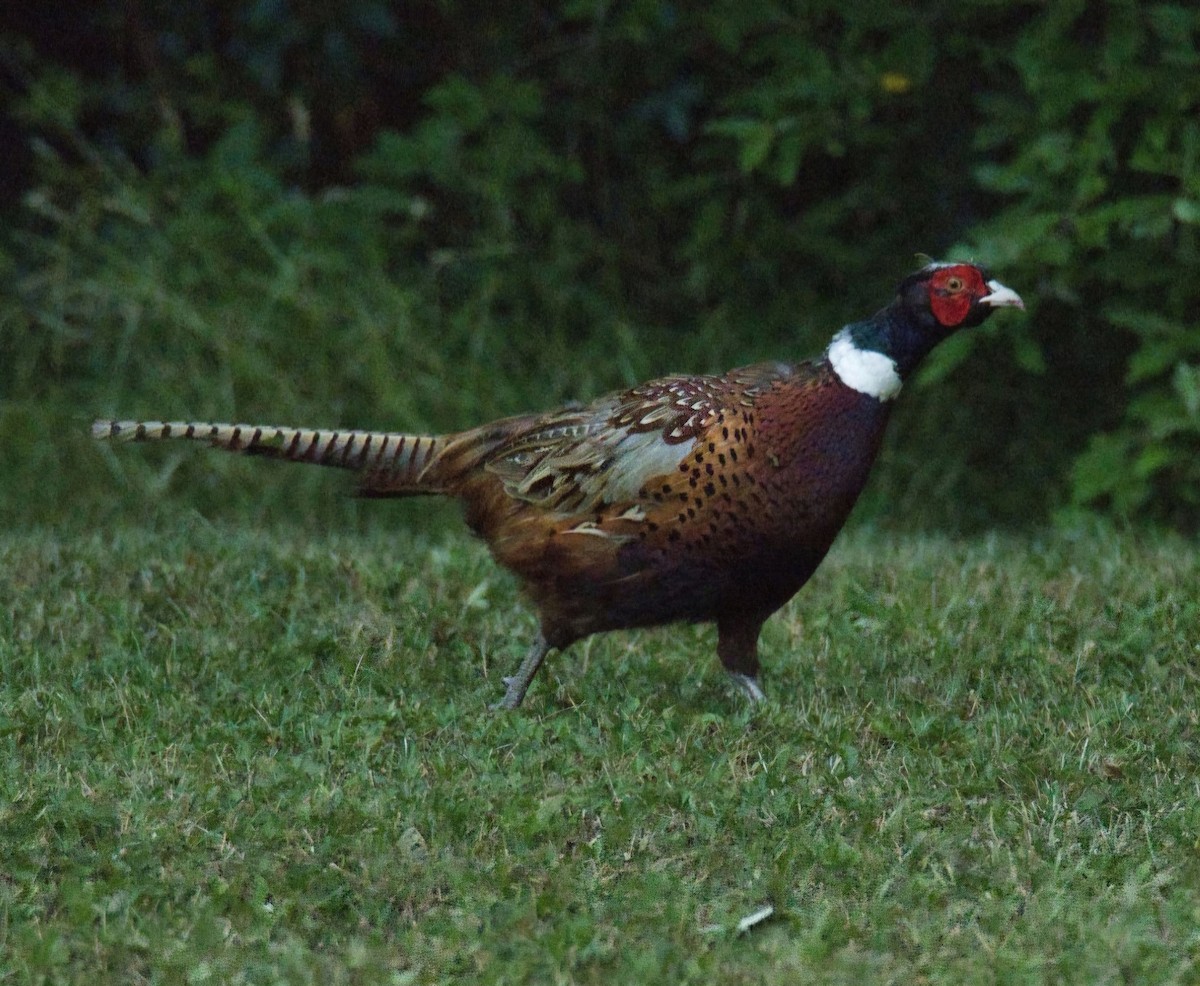 Ring-necked Pheasant - ML620843934