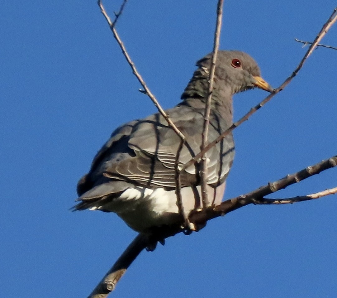 Pigeon à queue barrée - ML620843949