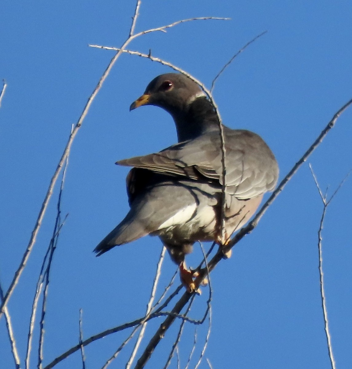 Band-tailed Pigeon - ML620843950
