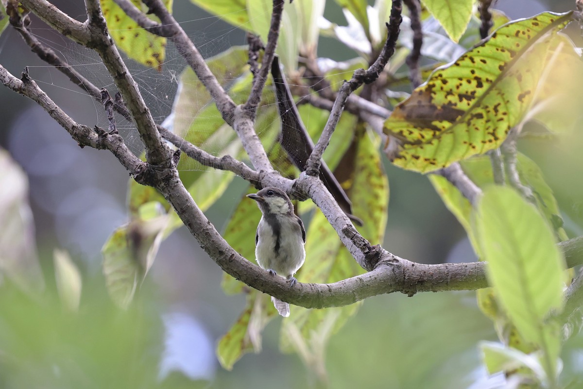 Japanese Tit - ML620843952