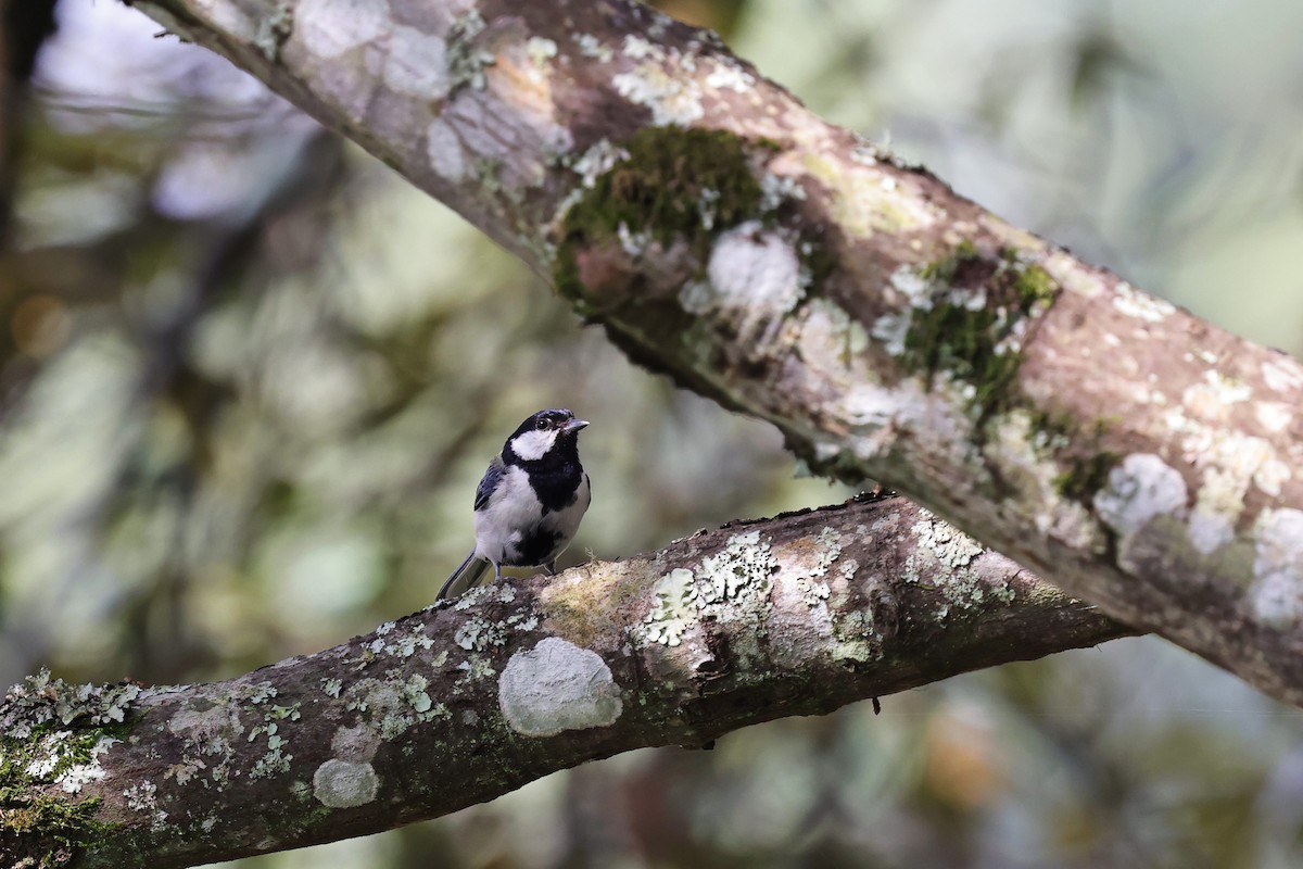 Japanese Tit - ML620843953