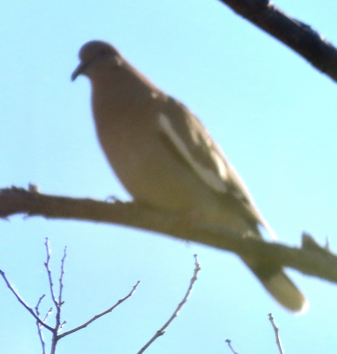 White-winged Dove - ML620843973