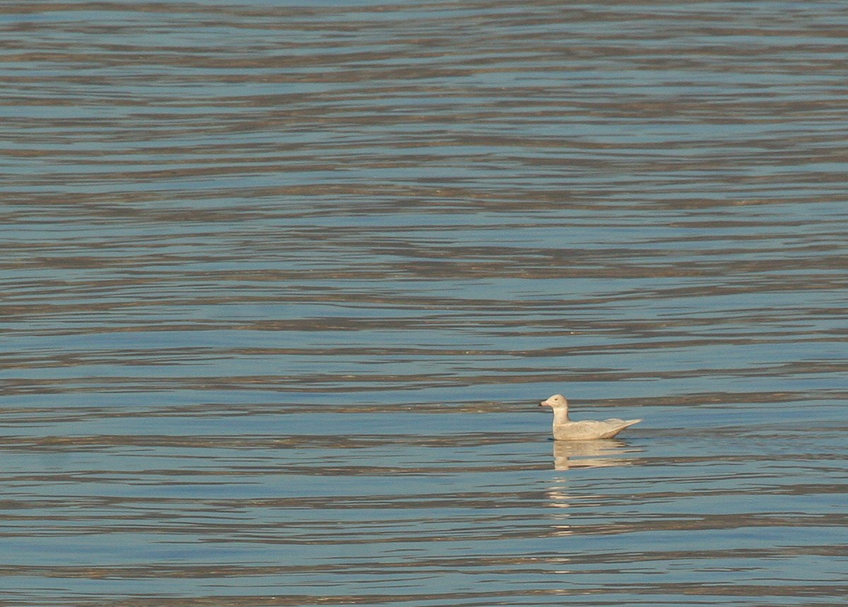 Glaucous Gull - ML620843977