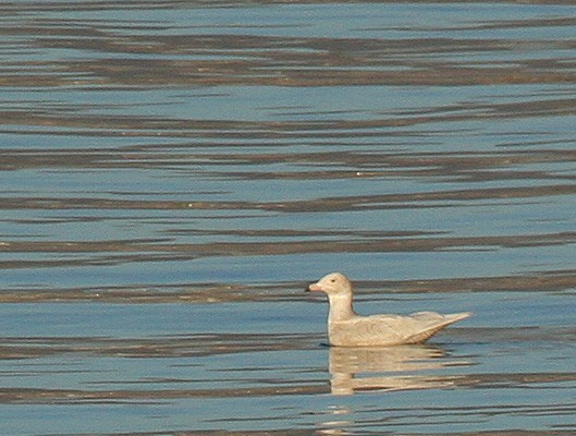 シロカモメ - ML620843990