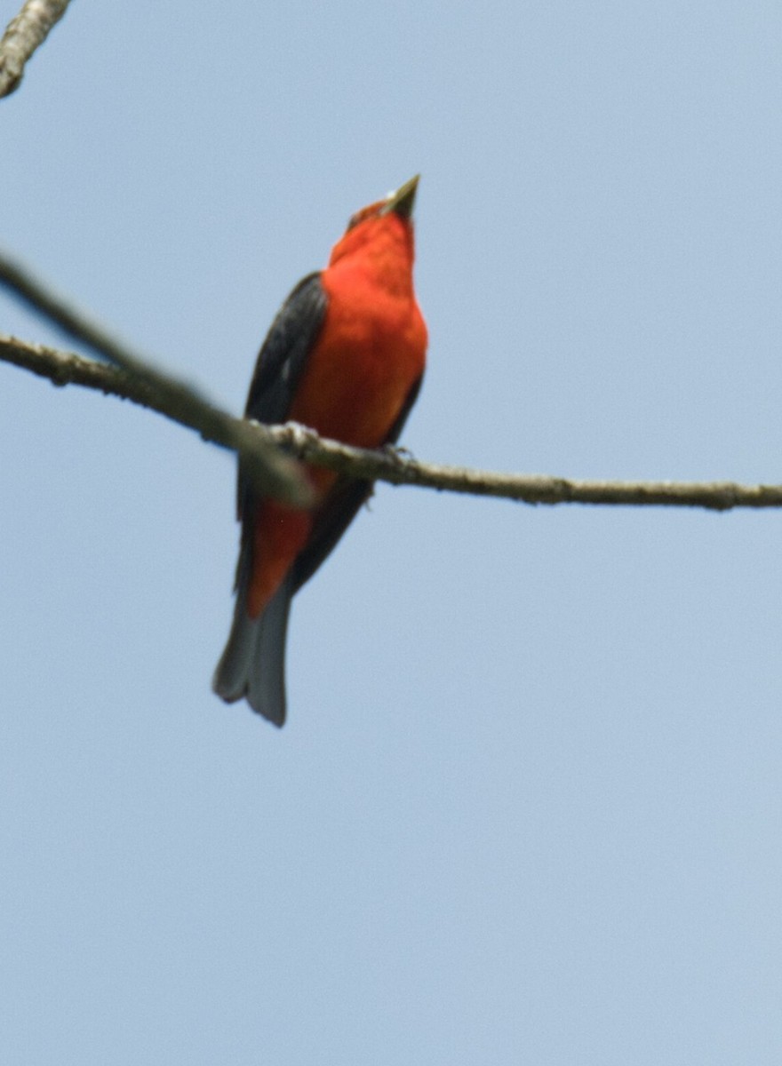 Scarlet Tanager - ML620844015