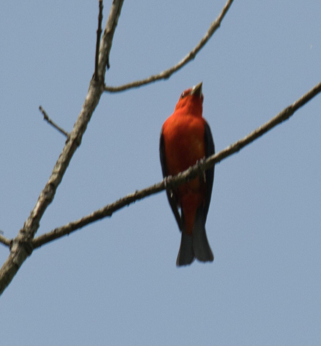 Scarlet Tanager - ML620844016