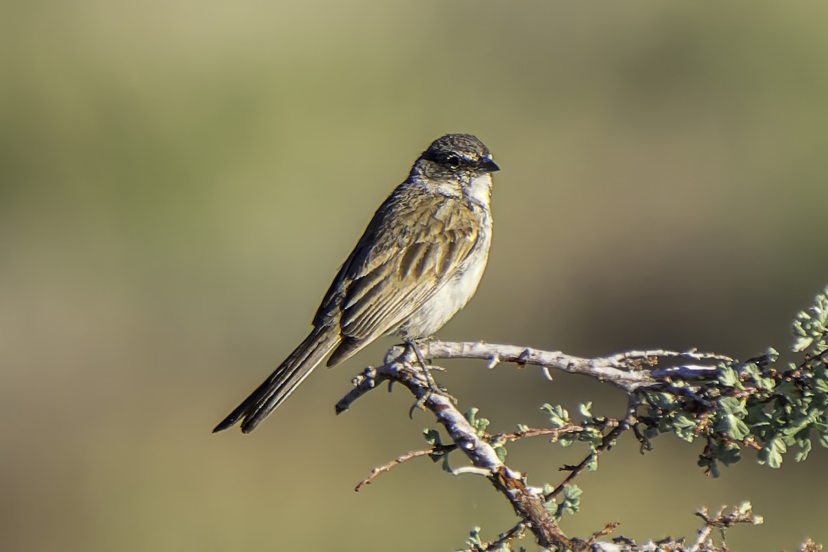 Sagebrush Sparrow - ML620844051