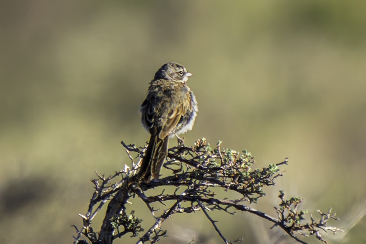Sagebrush Sparrow - ML620844052