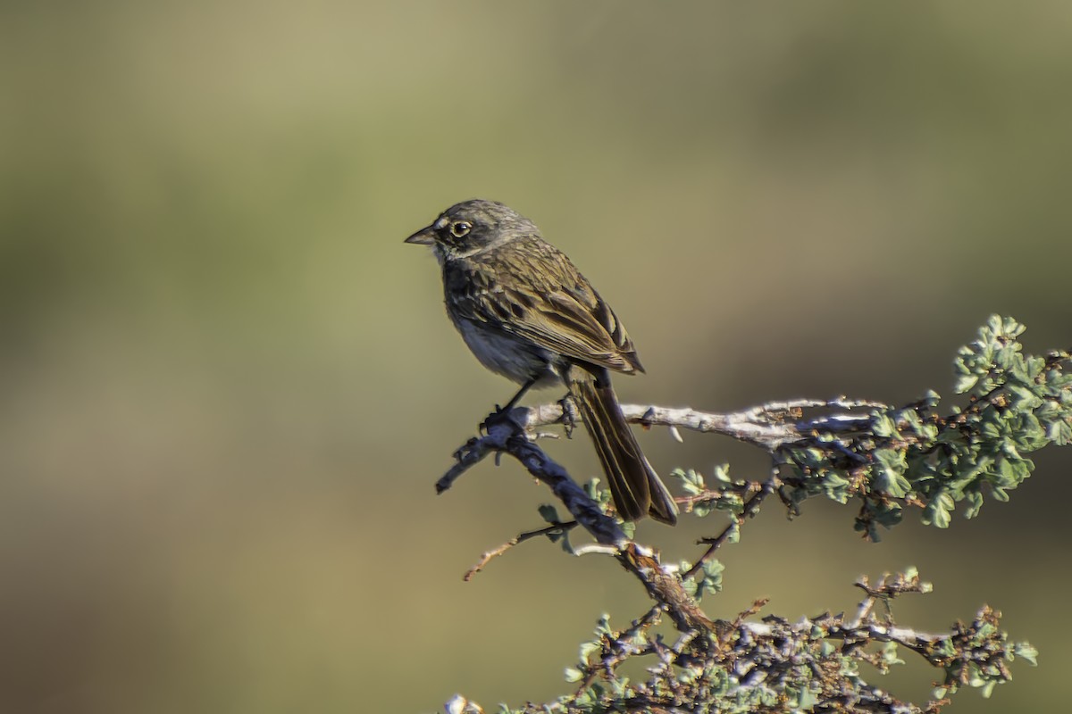 Sagebrush Sparrow - ML620844053