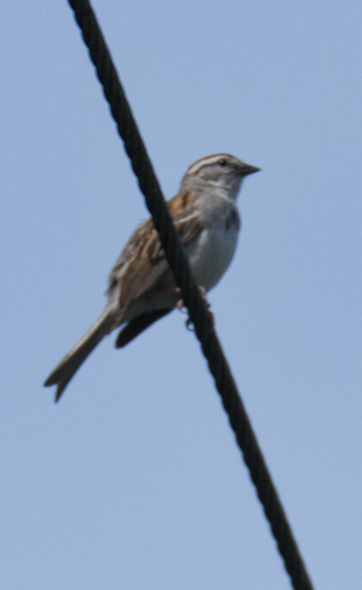 Chipping Sparrow - ML620844085